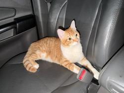 Lost Male Cat last seen Praça do pôr do sol, Alto de Pinheiros, SP 05463-020