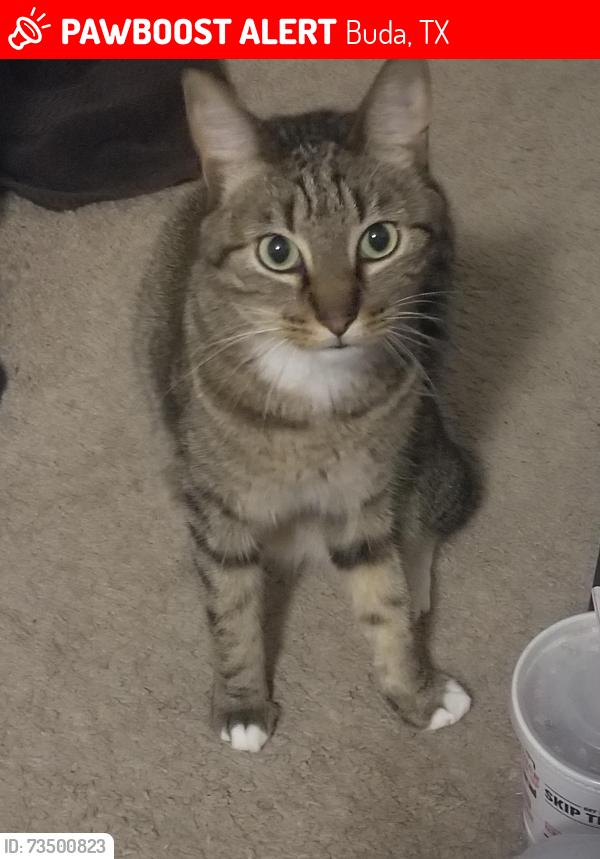 Lost Male Cat last seen Near camden cove, Buda, TX 78610