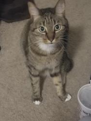 Lost Male Cat last seen Near camden cove, Buda, TX 78610