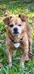Reunited Male Dog last seen In Sunrise Community, Winter Springs, FL 32708