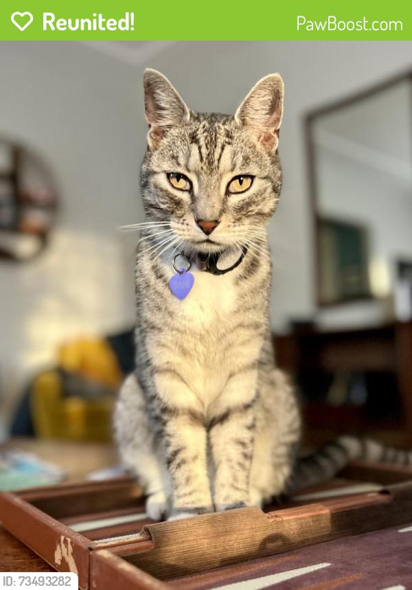 Reunited Female Cat last seen Roberts, Oakland, CA 94605