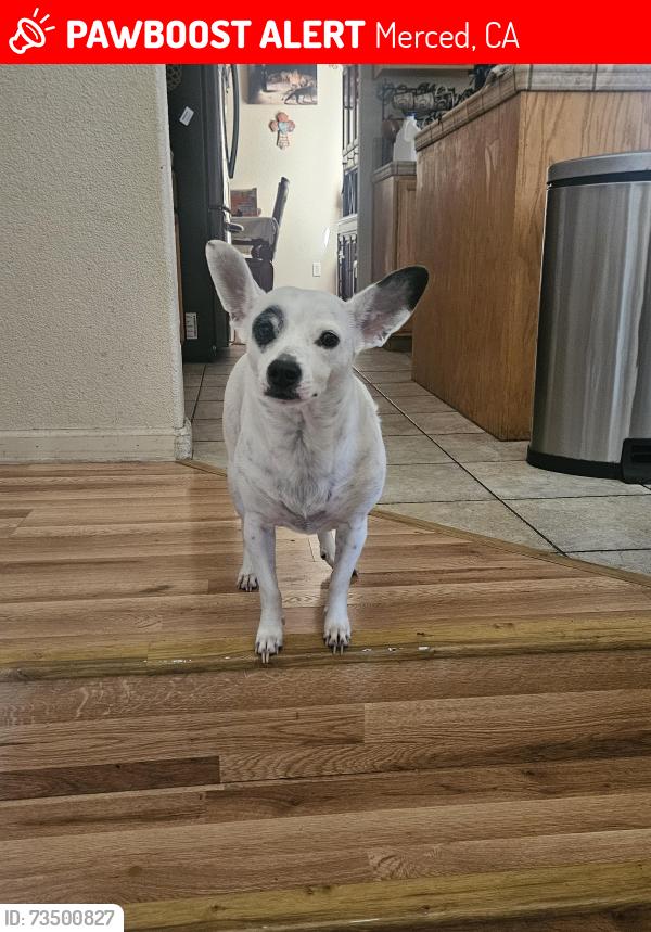 Lost Female Dog last seen beachwood and fir ave, Merced, CA 95348