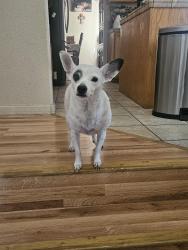 Lost Female Dog last seen beachwood and fir ave, Merced, CA 95348