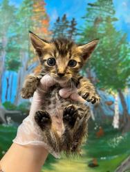 Shelter Stray Male Cat last seen Bexar County, 3353 Morningside Dr, New Braunfels, TX 78132, USA