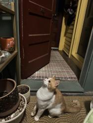 Found/Stray Male Cat last seen Summer st, Cranston, RI 02910