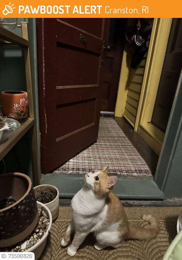 Found/Stray Male Cat last seen Summer st, Cranston, RI 02910