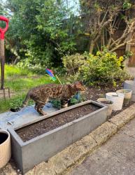 Lost Male Cat last seen Highams Park, London, E4, Greater London, England E4 9JS