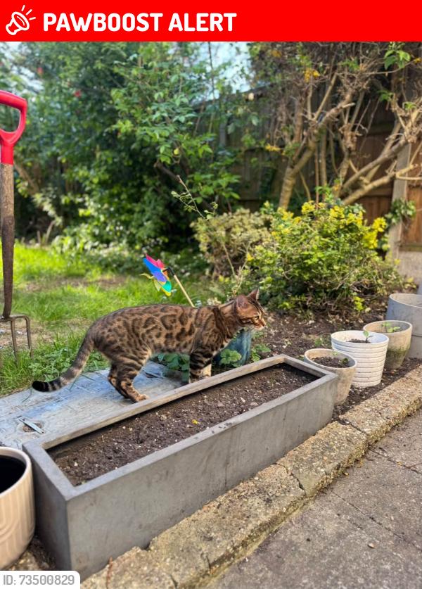 Lost Male Cat last seen Highams Park, London, E4, Greater London, England E4 9JS