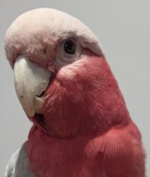 Found/Stray Unknown Bird last seen Belfield, Belfield, NSW 2191