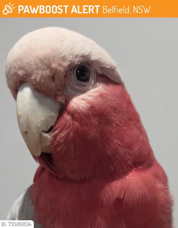 Found/Stray Unknown Bird last seen Belfield, Belfield, NSW 2191
