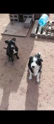 Reunited Female Dog last seen There is a solar farm near by, Rio Rancho, NM 87124