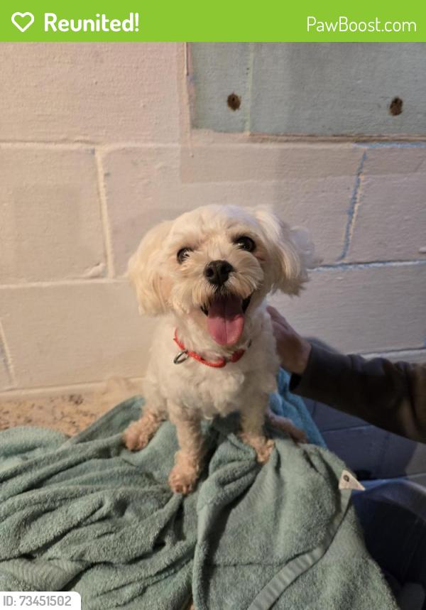 Reunited Female Dog last seen Fleming Street, McKees Rocks, PA 15136