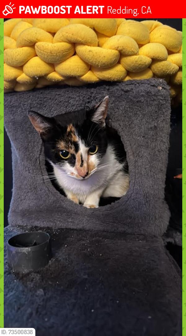 Lost Female Cat last seen Near basin way Redding, Ca, Redding, CA 96003