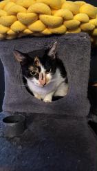 Lost Female Cat last seen Near basin way Redding, Ca, Redding, CA 96003