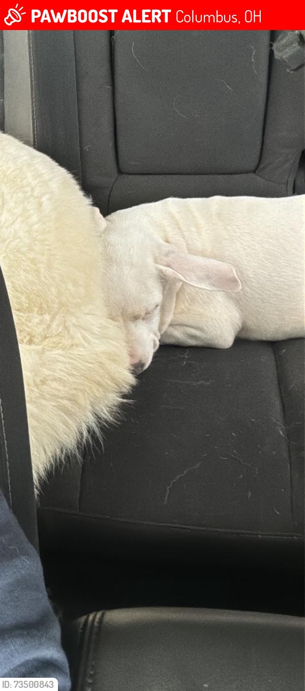 Lost Male Dog last seen Deshler ave and miller ave, Columbus, OH 43206