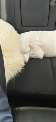 Lost Male Dog last seen Deshler ave and miller ave, Columbus, OH 43206