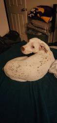 Lost Male Dog last seen Arborcrest and Oakwood, Arlington, TX 76012