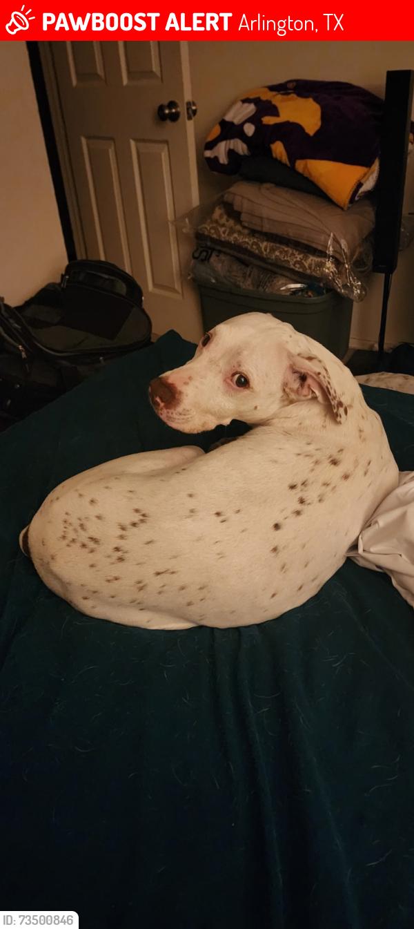Lost Male Dog last seen Arborcrest and Oakwood, Arlington, TX 76012