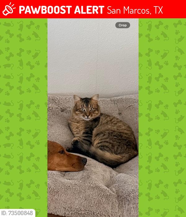 Lost Male Cat last seen Fm1979, San Marcos, TX 78666
