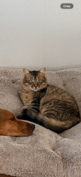 Lost Male Cat last seen Fm1979, San Marcos, TX 78666
