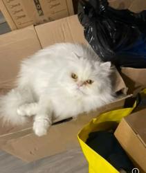Reunited Male Cat last seen Ontario and west 28th ave, Vancouver, BC V5V 3H1