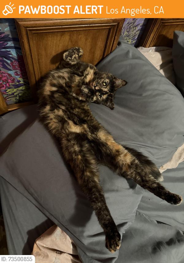 Found/Stray Female Cat last seen 32nd St & Pacific Ave, Los Angeles, CA 90731