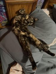 Found/Stray Female Cat last seen 32nd St & Pacific Ave, Los Angeles, CA 90731