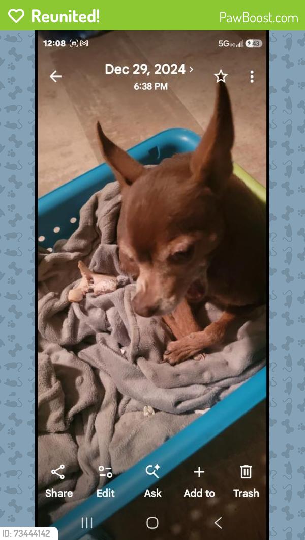 Reunited Female Dog last seen Van buren and marion, Las Vegas, NV 89110