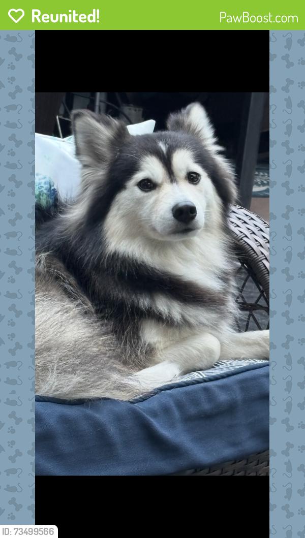 Reunited Female Dog last seen Bell Shoals ,, Brandon, FL 33511