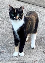 Lost Female Cat last seen Monmouth walk, South Brunswick Township, NJ 08852