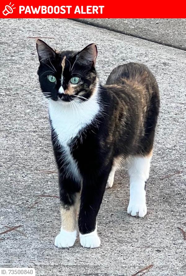 Lost Female Cat last seen Monmouth walk, South Brunswick Township, NJ 08852