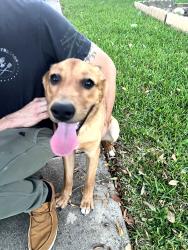 Found/Stray Male Dog last seen Culebra, San Antonio, TX 78250
