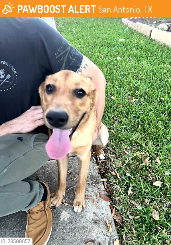 Found/Stray Male Dog last seen Culebra, San Antonio, TX 78250