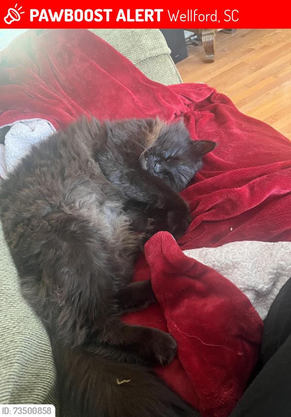 Lost Male Cat last seen Hickory Drive, Wellford, SC 29377