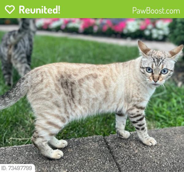 Reunited Female Cat last seen Lower Notch Road, Little Falls Township, NJ 07424