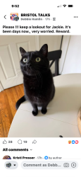Lost Female Cat last seen Riverside and prospect st, Bristol, CT 06010