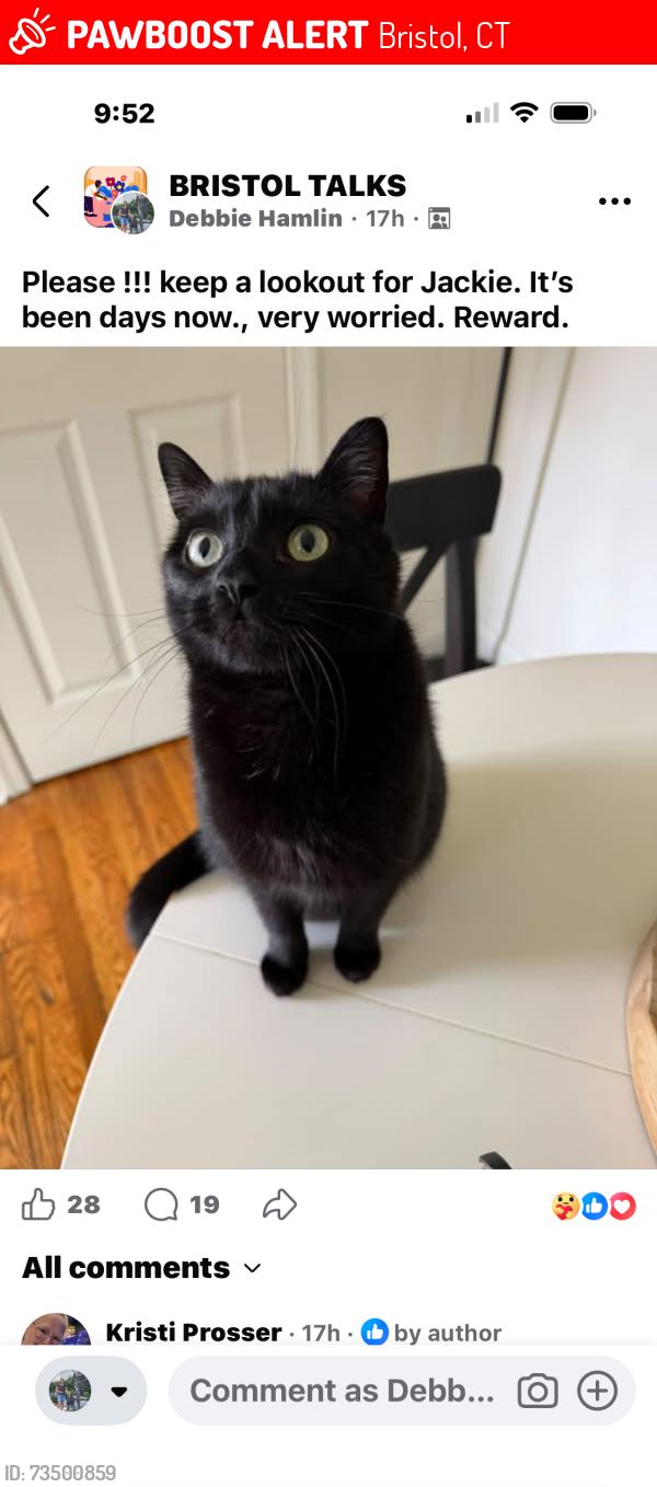 Lost Female Cat last seen Riverside and prospect st, Bristol, CT 06010