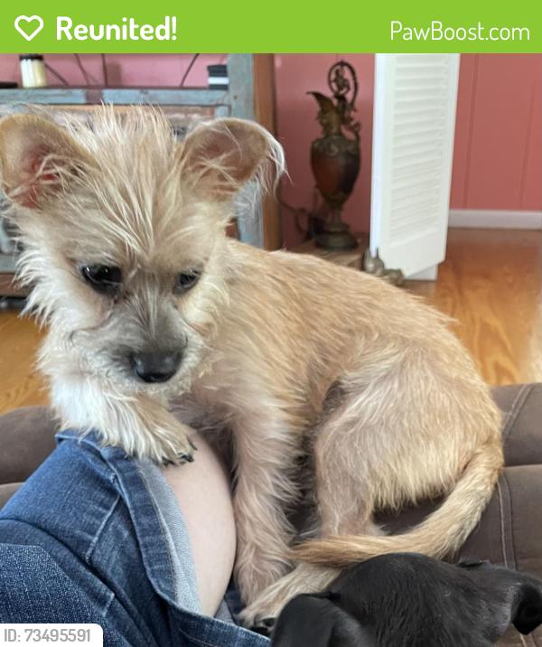 Reunited Female Dog last seen Micco Park on Riverview Drive in Micco, FL, Sebastian, FL 32976
