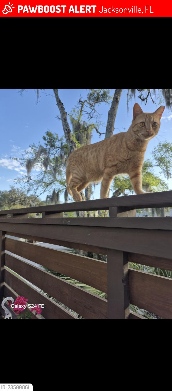 Lost Male Cat last seen Conjunto residencial strawberry, Jacksonville, FL 32211