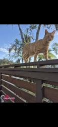 Lost Male Cat last seen Conjunto residencial strawberry, Jacksonville, FL 32211
