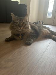 Reunited Male Cat last seen Maple branch street, Spring, TX 77380