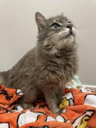 Found/Stray Unknown Cat last seen Rolling Road, Springfield, VA 22150