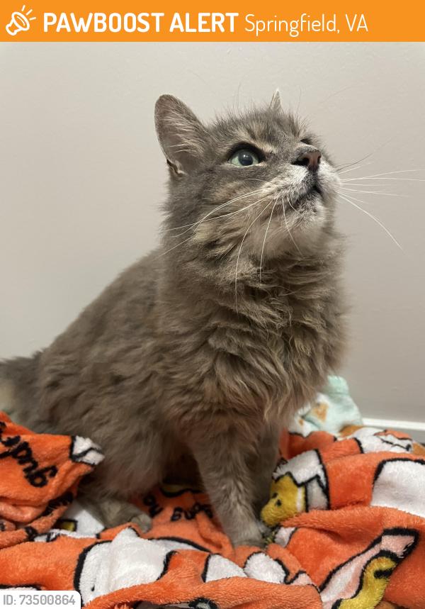 Found/Stray Unknown Cat last seen Rolling Road, Springfield, VA 22150