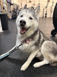 Reunited Female Dog last seen Benning, Destin, FL 32541