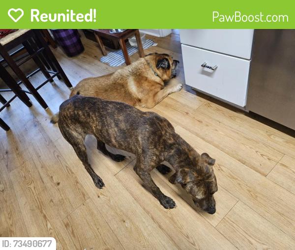 Reunited Male Dog last seen Briarwood Neighborhood, Columbia, SC 29223