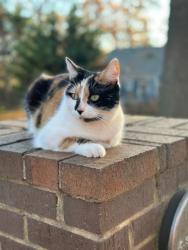 Lost Female Cat last seen Near Eden Green Ct, Roswell, GA 30075