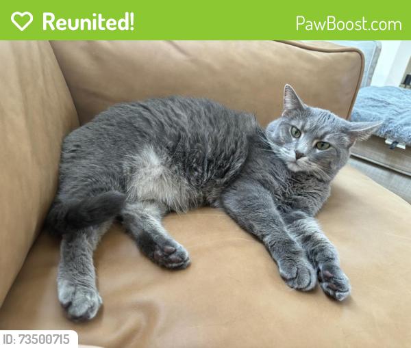 Reunited Male Cat last seen Bellerive Manor, Creve Coeur, MO 63141