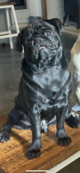 Reunited Male Dog last seen Hefner Rd, Walhalla, SC 29691