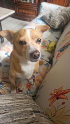 Reunited Male Dog last seen Near Windford Court, Winter Garden, FL 34787