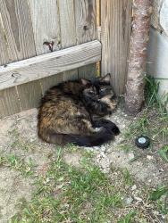 Lost Female Cat last seen Kingston Lacey near Highland park elementary school, Pflugerville, TX 78660